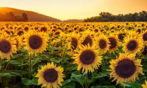 solros